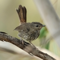 Hylacola pyrrhopygia (Chestnut-rumped Heathwren) at Block 402 - 28 Mar 2024 by brettguy80