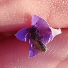 Lasioglossum (Chilalictus) sp. (genus & subgenus) (Halictid bee) at QPRC LGA - 2 Apr 2024 by clarehoneydove