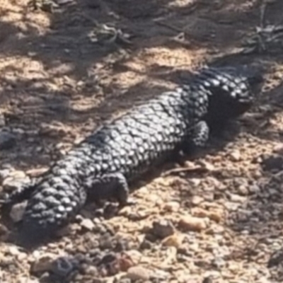 Tiliqua rugosa (Shingleback Lizard) at QPRC LGA - 2 Apr 2024 by clarehoneydove