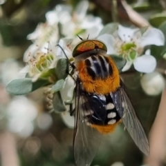 Scaptia (Scaptia) auriflua (A flower-feeding march fly) at QPRC LGA - 19 Jan 2024 by clarehoneydove