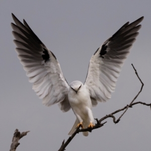 Elanus axillaris at Jerrabomberra Wetlands - 23 Mar 2024