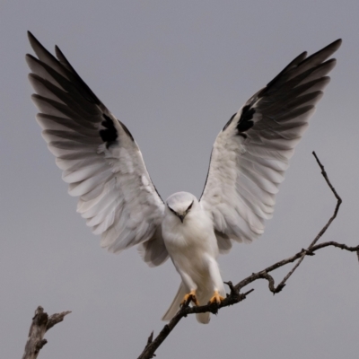 Elanus axillaris (Black-shouldered Kite) at Fyshwick, ACT - 22 Mar 2024 by brettguy80