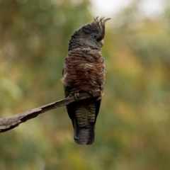 Callocephalon fimbriatum (Gang-gang Cockatoo) at Acton, ACT - 16 Mar 2024 by brettguy80