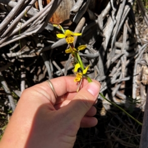 Diuris sulphurea at Lower Cotter Catchment - 25 Oct 2023