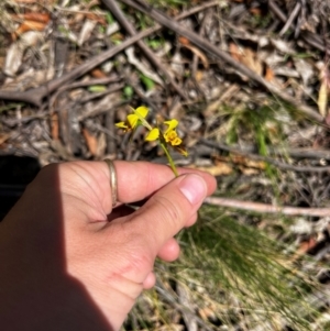 Diuris sulphurea at Lower Cotter Catchment - 25 Oct 2023