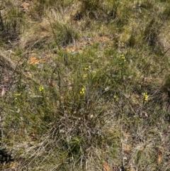 Diuris sulphurea (Tiger Orchid) at Lower Cotter Catchment - 25 Oct 2023 by RangerRiley