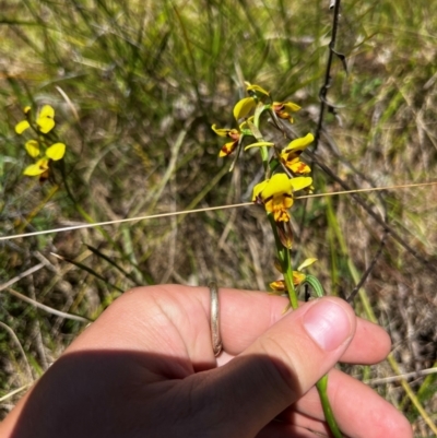 Diuris sulphurea (Tiger Orchid) at Lower Cotter Catchment - 25 Oct 2023 by RangerRiley