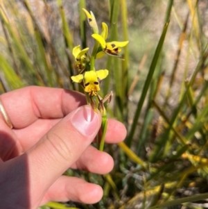 Diuris sulphurea at Lower Cotter Catchment - suppressed