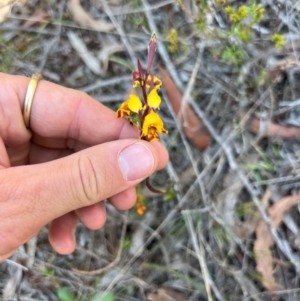 Diuris semilunulata at Lower Cotter Catchment - 24 Oct 2023