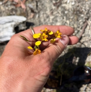 Diuris semilunulata at Lower Cotter Catchment - suppressed