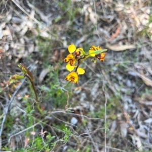 Diuris semilunulata at Lower Cotter Catchment - 24 Oct 2023