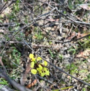 Diuris sulphurea at Lower Cotter Catchment - suppressed