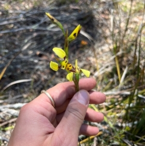 Diuris sulphurea at Lower Cotter Catchment - 24 Oct 2023