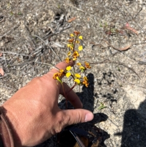 Diuris semilunulata at Lower Cotter Catchment - 24 Oct 2023