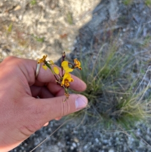 Diuris semilunulata at Lower Cotter Catchment - suppressed