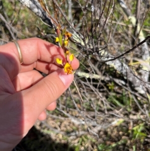 Diuris semilunulata at Lower Cotter Catchment - 24 Oct 2023