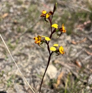 Diuris semilunulata at Lower Cotter Catchment - 24 Oct 2023