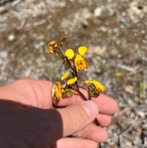 Diuris semilunulata at Lower Cotter Catchment - suppressed