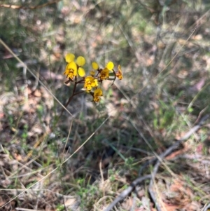 Diuris semilunulata at Lower Cotter Catchment - suppressed