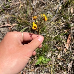 Diuris semilunulata at Lower Cotter Catchment - suppressed