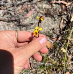 Diuris semilunulata at Lower Cotter Catchment - 24 Oct 2023