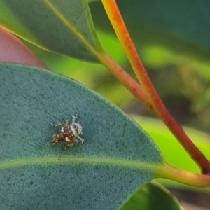 Cicadellidae (family) at QPRC LGA - suppressed