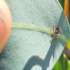 Cicadellidae (family) at QPRC LGA - suppressed