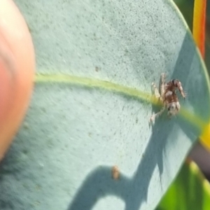 Cicadellidae (family) at QPRC LGA - suppressed