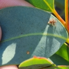 Cicadellidae (family) at QPRC LGA - suppressed