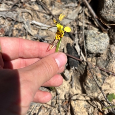 Diuris sulphurea (Tiger Orchid) at Lower Cotter Catchment - 23 Oct 2023 by RangerRiley
