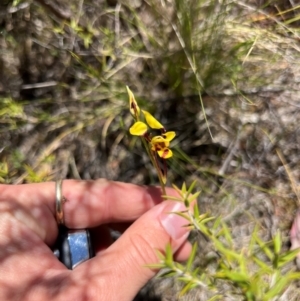 Diuris sulphurea at Lower Cotter Catchment - 23 Oct 2023