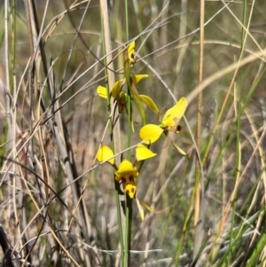 Diuris sulphurea at Lower Cotter Catchment - suppressed