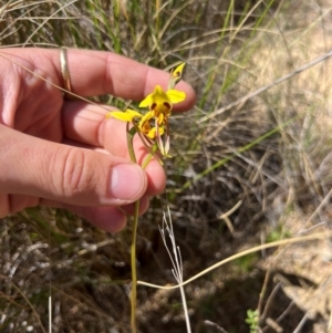 Diuris sulphurea at Lower Cotter Catchment - suppressed