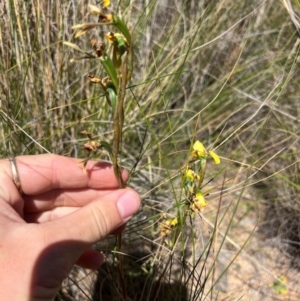 Diuris sulphurea at Lower Cotter Catchment - suppressed