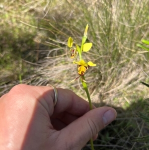 Diuris sulphurea at Lower Cotter Catchment - 13 Oct 2023