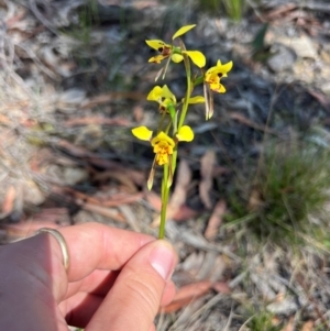 Diuris sulphurea at Lower Cotter Catchment - 13 Oct 2023