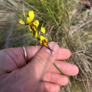 Diuris sulphurea at Lower Cotter Catchment - 13 Oct 2023