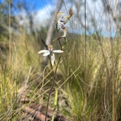 Caladenia moschata (Musky Caps) at Lower Cotter Catchment - 12 Oct 2023 by RangerRiley