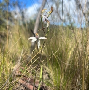 Caladenia moschata (Musky Caps) at Lower Cotter Catchment by RangerRiley
