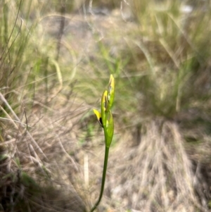 Diuris sulphurea at Lower Cotter Catchment - suppressed