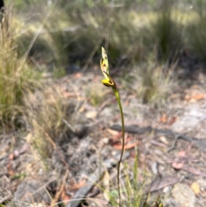 Diuris sulphurea (Tiger Orchid) at Lower Cotter Catchment by RangerRiley