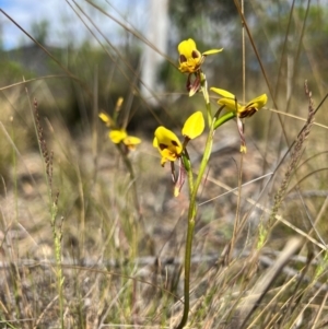 Diuris sulphurea at Lower Cotter Catchment - 13 Oct 2023