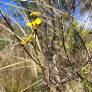 Diuris sulphurea at Lower Cotter Catchment - suppressed