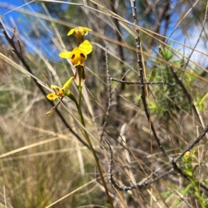 Diuris sulphurea (Tiger Orchid) at Lower Cotter Catchment by RangerRiley