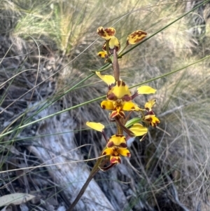 Diuris pardina at Namadgi National Park - 1 Oct 2023