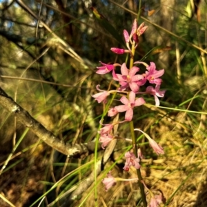 Dipodium roseum (Rosy Hyacinth Orchid) at Namadgi National Park by RangerRiley