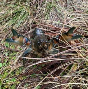 Euastacus sp. (genus) at Kosciuszko National Park - suppressed