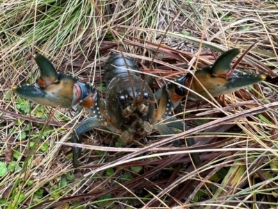 Euastacus sp. (genus) (Spiny crayfish) at Kosciuszko National Park - 13 Apr 2023 by RangerRiley