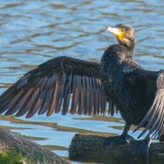 Phalacrocorax carbo (Great Cormorant) at Ocean Grove, VIC - 26 Sep 2018 by Petesteamer