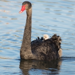 Cygnus atratus (Black Swan) at Ocean Grove, VIC - 25 Sep 2018 by Petesteamer